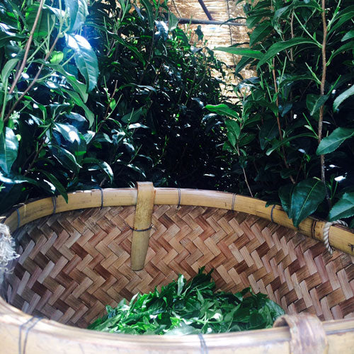 Ceremonial Matcha - Gold