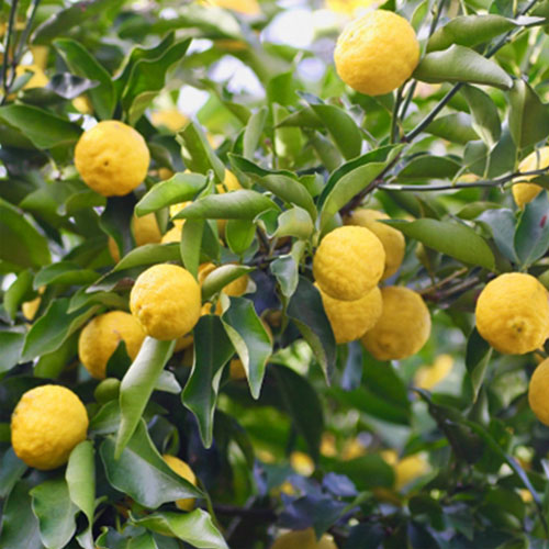 Organic Matcha with Yuzu (30g)